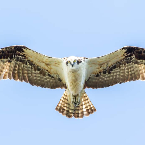 HONOUR AWARD - Photographic Guild Of Nova Scotia - Nicolaas Honig - I Am Coming For You
