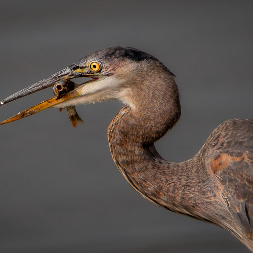 HONOUR AWARD Pia O'Leary Immature Great Blue Heron