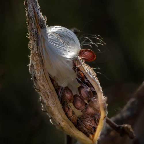 HONOUR AWARD Pia OLeary - Milkweed Fledgling