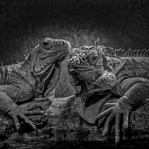 HONOUR AWARD Richmond Hill Camera Club Atul Asthana Love Is In The Air