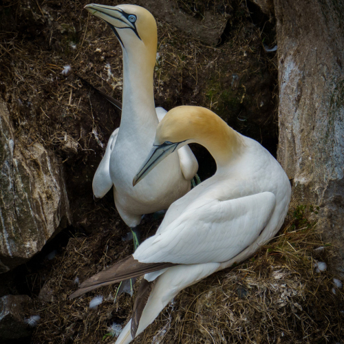 HONOUR AWARD - Richmond Hill Camera Club - George Cates - Nesting Gannets
