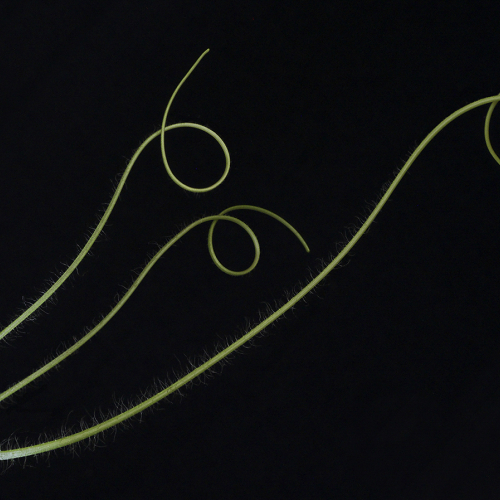 HONOUR AWARD Richmond Hill Camera Club John Kot Cucumber Plant Tendrils