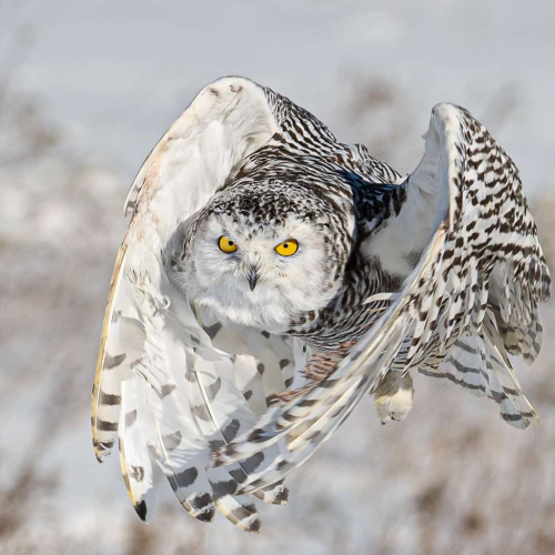 HONOUR AWARD - Richmond Hill Camera Club - Kevin Kwong-  Snowy Owl In Flight