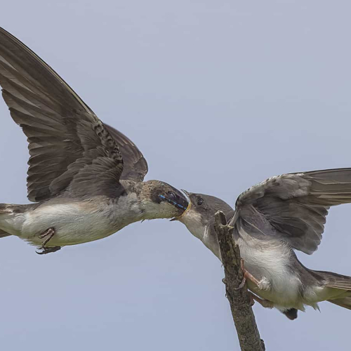 HONOUR AWARD - Richmond Hill Camera Club - Nick Shearman - Female Tree Swallow Feeding Offspring
