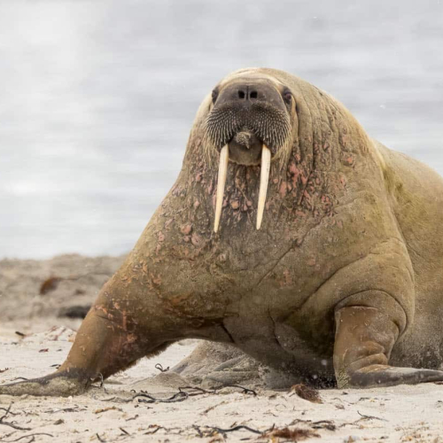 HONOUR AWARD - Richmond Hill Camera Club - Rob Kline - Walrus On Beach