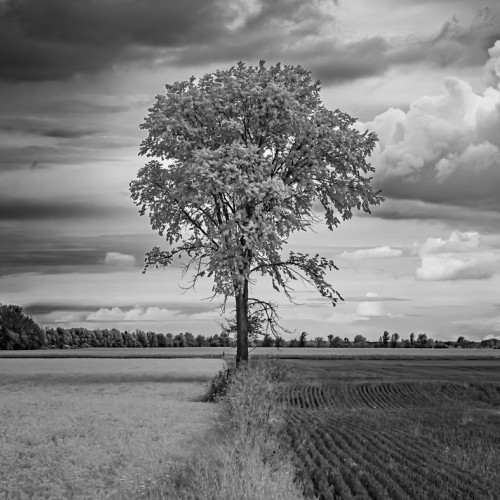HONOUR AWARD Rob Jemmett Infrared Tree Separating Light And Dark