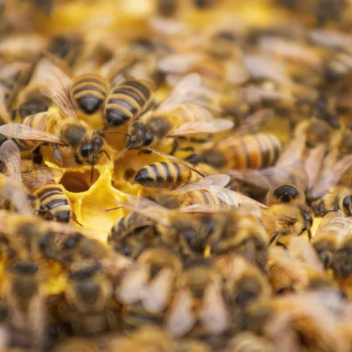 HONOUR AWARD Stella D'Entremont Busy As A Bee