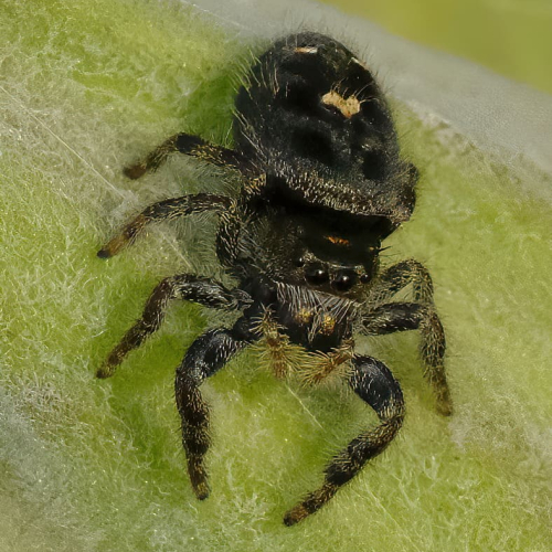 HONOUR AWARD - Toronto Camera Club - Colin Angus - Bold Jumping Spider