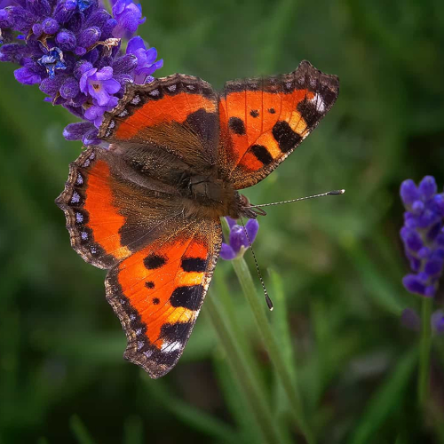 HONOUR AWARD - Toronto Camera Club - Felix Rivero - Small Tortoiseshell Butterfly