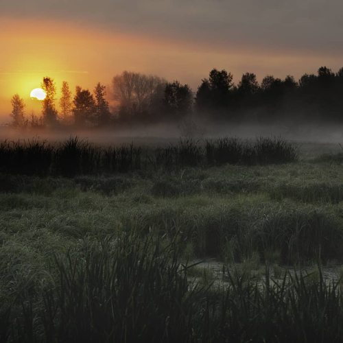 HONOUR AWARD Toronto Camera Club Mona Turnbull Matchedash Marsh In Simcoe County