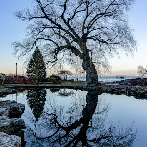 HONOUR AWARD Toronto Camera Club Monica Dingle Majestic Willow Tree In Oakville