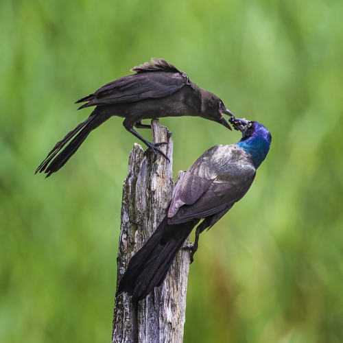 HONOUR AWARD - Toronto Camera Club - Roger Leekam - Grackle Feeding Fledgling