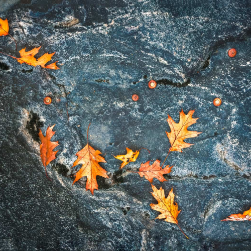 HONOUR AWARD Trillium Photographic Club Kathryn Martin Fall Of The Mighty Muskoka Oak