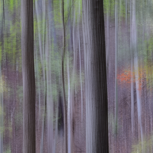 HONOUR AWARD Ying Shi Autumn Colour