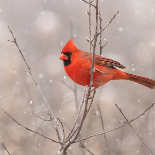 Cardinal Brightens A Wintry Day
