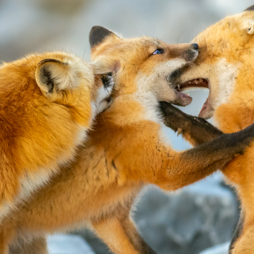 Honour Award - Adrienne Zone -Family Time (Red Fox)