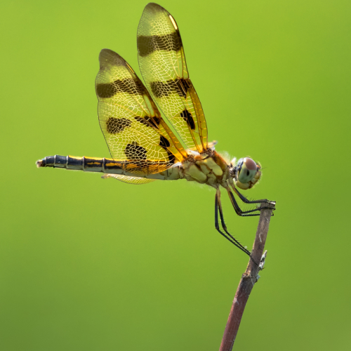 Halloween Pendent Dragonfly