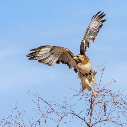 Honour Award - Adrienne Zone - Hunting (Red Tailed Hawk)