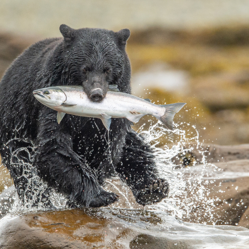 Honour Award Anthony Bucci Black Bear Fish