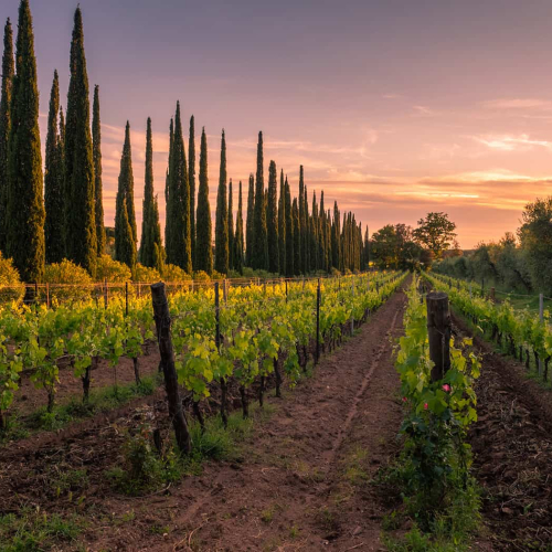 Honour Award - Arnaldo Ronca - Tuscan Sunset