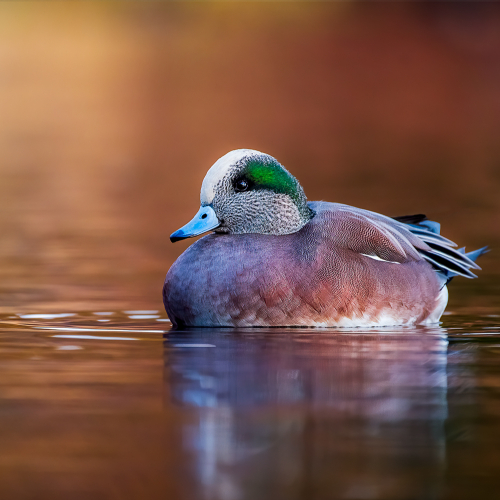 Honour Award Carol Ann Ryan American Widgeon In Autumn