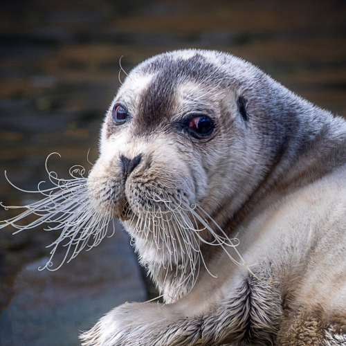 Honour Award Carol Ann Ryan Whiskered Seal