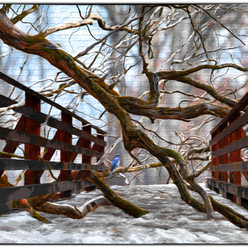 Honour Award - Cheryl Bramble - Bluebird Bridge