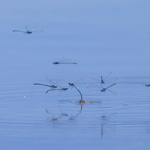 Honour Award Christy Grinton  Damselflies Mating