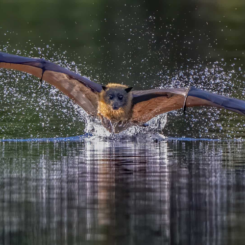 Honour Award-Colour-Flying Fox Drinking-Trung Cang Nguyen-APS