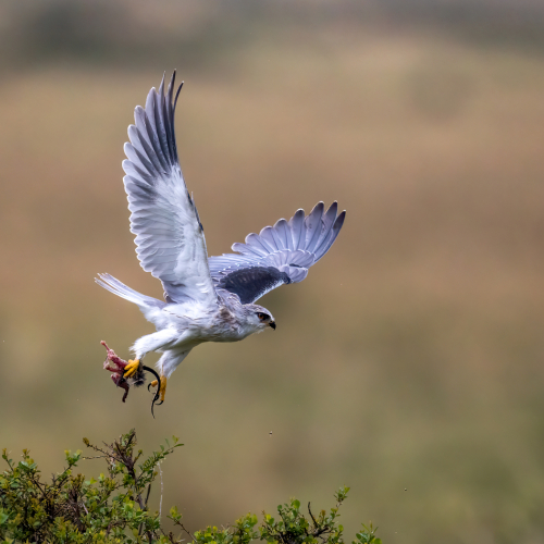 Honour Award David Laronde Black Shouldered Kite With Meal