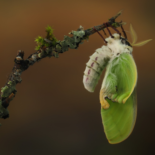 Honour Award David Laronde Juvenile Luna Moth