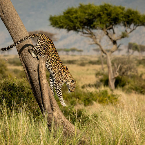 Honour Award David Laronde Leopard Descending