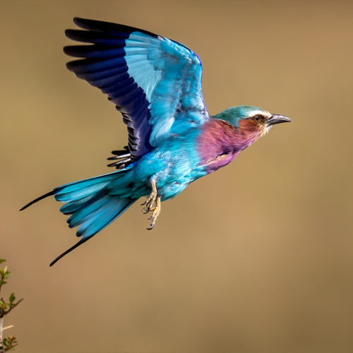 Honour Award David Laronde Lilac Breasted Roller In Flight