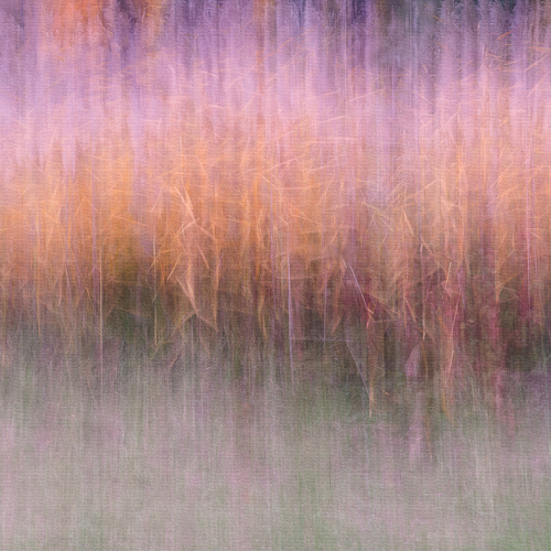 Honour Award Etobicoke Camera Club Celia Fernandes Autumn Abstract