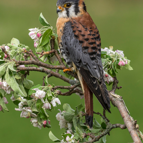 Honour Award Etobicoke Camera Club Don Pulton American Kestrel