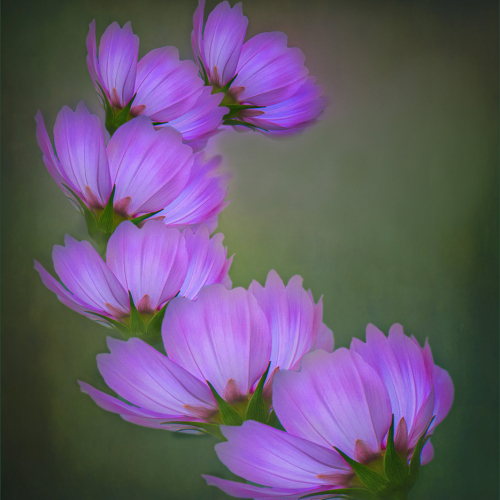 Honour Award Etobicoke Camera Club Sharon Eyolfson Cosmos Curve