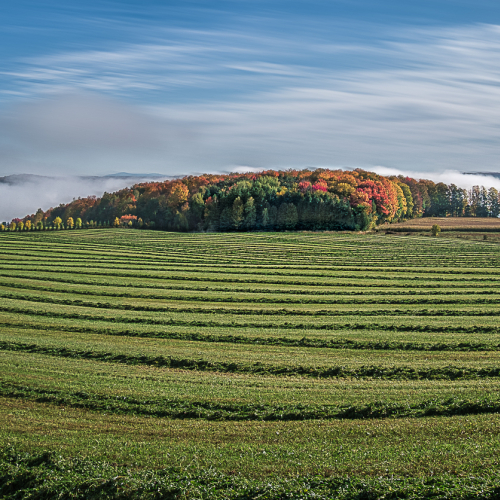 Honour Award Francine Raymond The Harvest