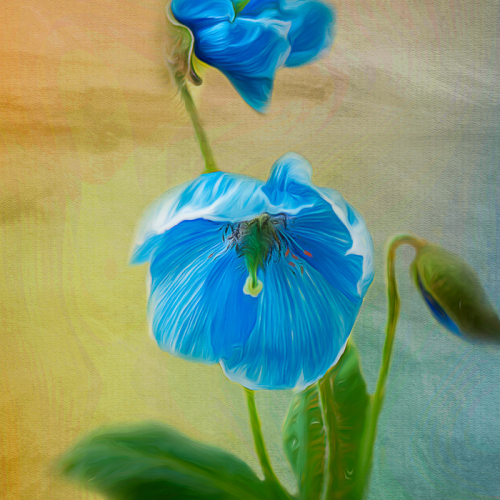 Honour Award Grand River Imaging & Photographic SocietyTeresa Walker Blue Poppies