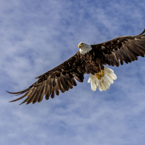 Honour Award Hamilton Camera Club Dave Coleman Bald Eagle