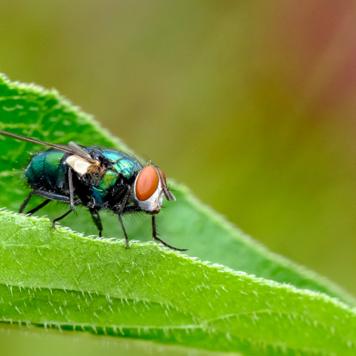 Honour Award Hamilton Camera Club Hettie Greeve Green Bottle Fly