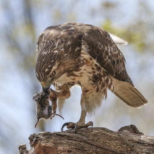 Honour Award Hamilton Camera Club Jeanne  Pickles Red Tailed Hawk