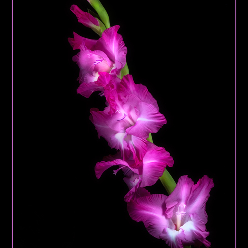 Honour Award Hamilton Camera Club Karen Cunningham Gladiola