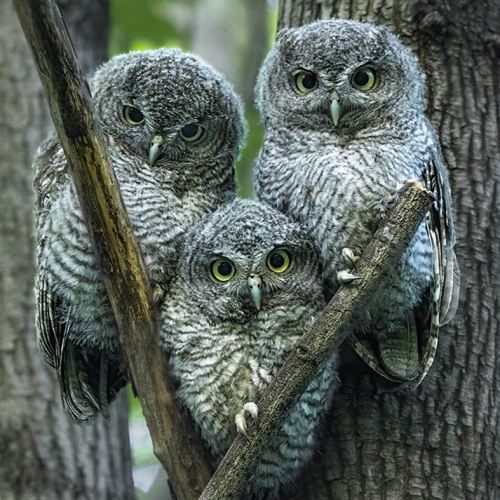Honour Award Ilana Block Three Eastern Screech Owlets