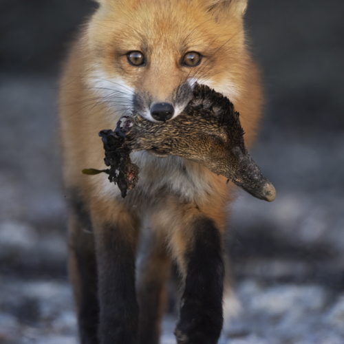 Honour Award Ilana Block   Red Fox Kit And Eider Duck Head