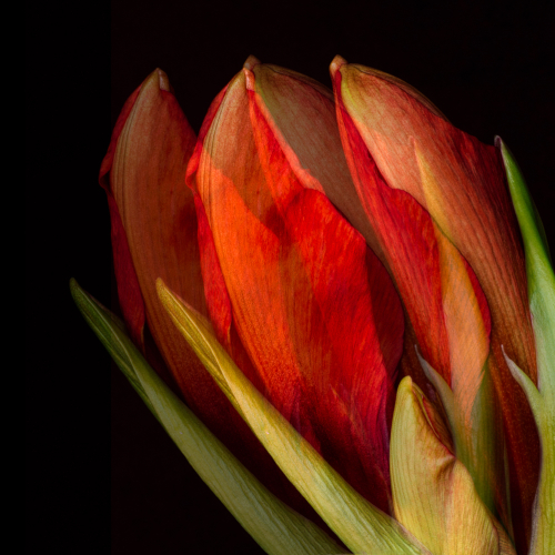 Honour Award - Images Alberta Camera Club - Judy Connolly - Before The Bloom