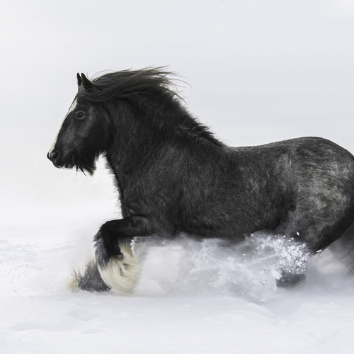 Honour Award Irene Morden Dashing Through The Snow