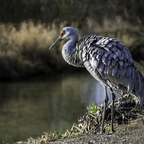 Honour Award Irene Morden Sandhill Crane On The River