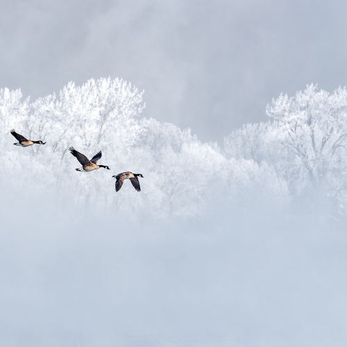 Honour Award Jocelyne Feizo On A Frosty Morning