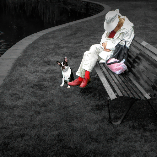 Honour Award Joe Pate Nap In The Park With Best Friend