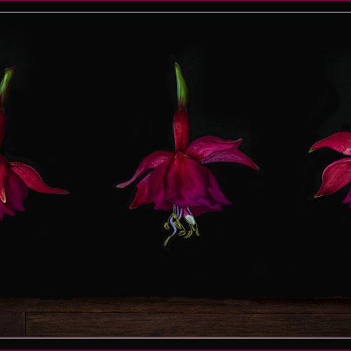 Honour Award Kathy Heykoop Fushia Dancers